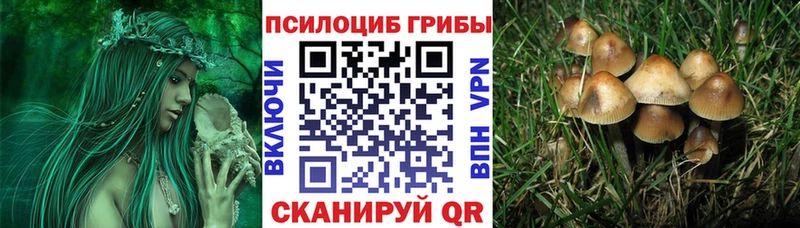 Псилоцибиновые грибы Cubensis  Купить закладки  Сычёвка 